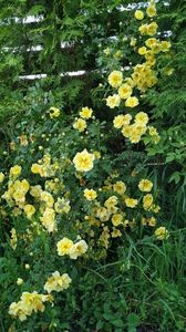 Harrison's Yellow
