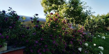 Hippolyte (6)