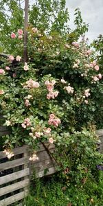 Mini Eden Rose (1)