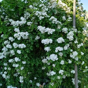 Multiflora (6)