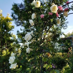 Paul's Lemon Pillar (1)