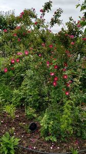 R. Foetida Parkfeur (1)