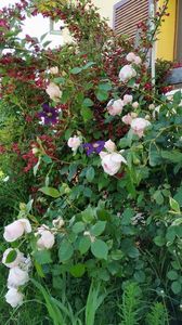 The Wedgwood Rose (2)