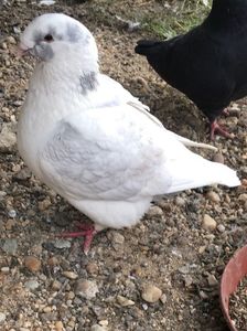 F 2019vanduta