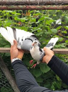 Pana neagră; Un porumbel mic pe cap semiciocos linie veche. Lung pe aripă cu o pana neagra în aripa, scos dintr-un fiu al lui Apas. Preferatul fratelui meu
