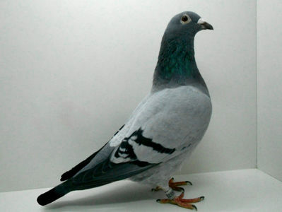 RO 15 0490328 F