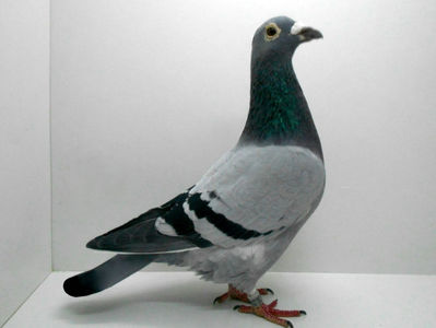 RO 15 0490324 F