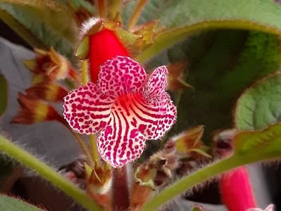 Kohleria BriD’s (2019)