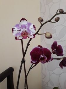 Orhidee cu două tipuri de flori; Două tipuri de flori
