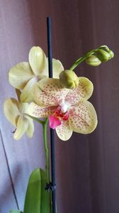 Orhidee; O nouă achiziție 02.01.2020
