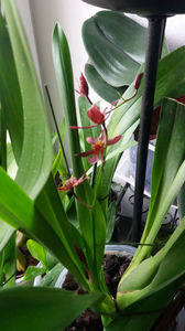 oncidium katrin zoch mieke; Aceasta este deosebit de parfumata...as zice ca are o nota de... zambila maturizata. Dar...perceptia miresmelor este f f subiectiva
