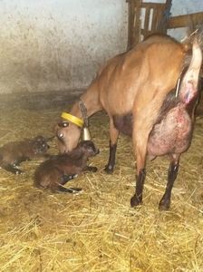 F7157653-B970-478E-A90A-C41B72017F6E; Capra la a doua fătare cu doua iedute
