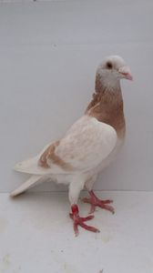 M 2019 vandut