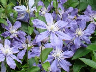 clematis_arabella_