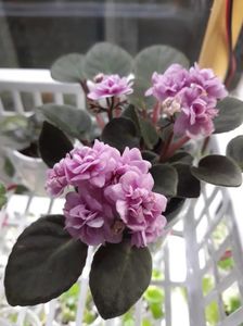 Mini violeta africană