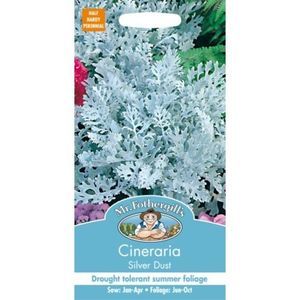 CINERARIA-Silver-Dust-500x500