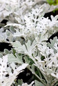 20510034-dusty-miller-plant-