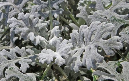 26574600-cineraria-maritima