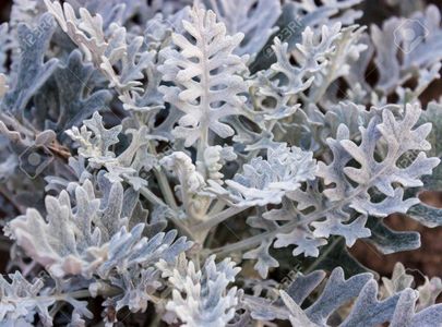 32229275-cineraria-silver