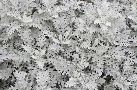 33556333-gray-soft-eaves-of-centaurea-cineraria
