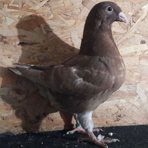 Pui 19