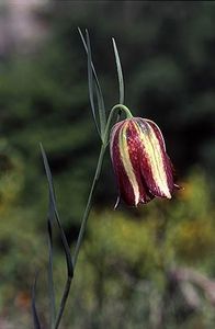 Fritillaria messanensis ssp. messanensis