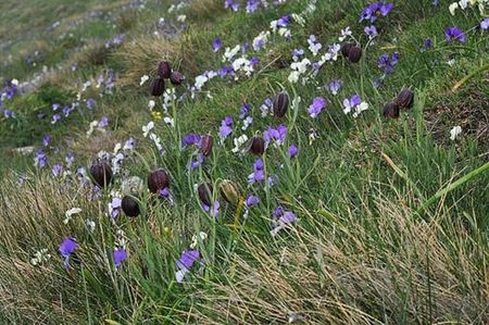 Fritillaria montana (2)