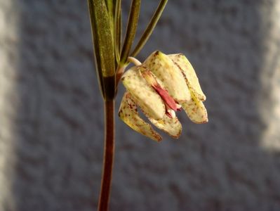 Fritillaria muraiana (2)