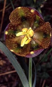 Fritillaria mutabilis