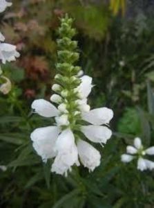 Physostegia.- 4