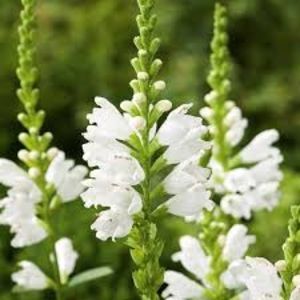 Physostegia.