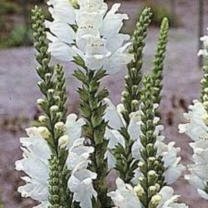 Physostegia. - 2