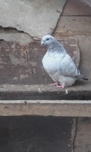 vinduta
