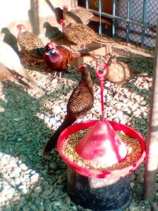 Mascul fazan comun