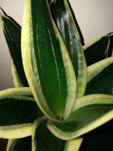Sansevieria hahnii jade pagoda