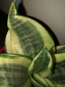 Sansevieria golden hahnii