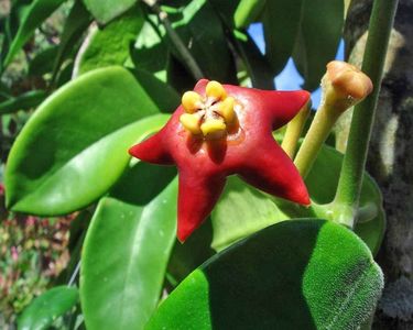 HOYA BADAENSIS