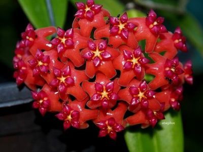 HOYA BENGUETENSIS