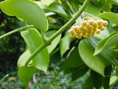 HOYA BENITOTANII