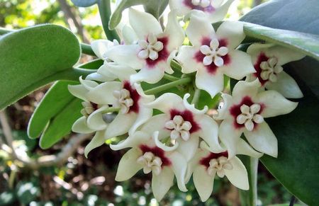 HOYA CALYCINA