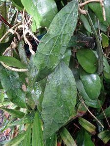 HOYA CLEMENSIORUM - The Jurassic hoya