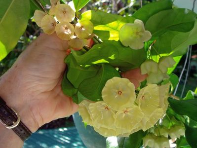 HOYA DANUMENSIS