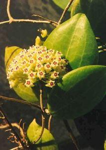 HOYA DOLICHOSPARTE - I collected this at the beach at Balasika Island, Sulawesi