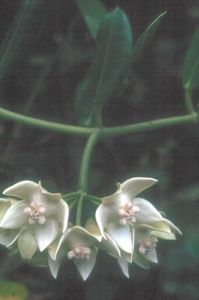 HOYA IMPERIALIS alba