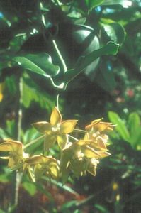 HOYA IMPERIALIS, Palawan type