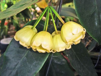 HOYA INFLATA