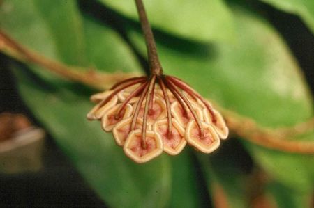 HOYA KLOPPENBURGII, from Sabah, Malaysia