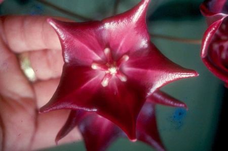 HOYA MACGILLIVRAYI