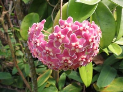 HOYA SKINNERIANA