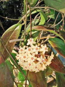 HOYA SP. Teneba Pass Species